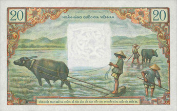 water buffalo