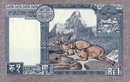 porte-musc chevrotain