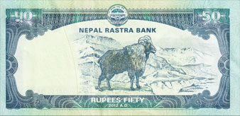 porte-musc chevrotain