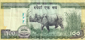 rhinoceros indien